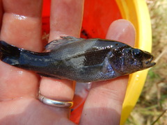 Aphredoderus sayanus