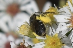 Andrena asteris