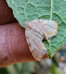 Mellilla xanthometata