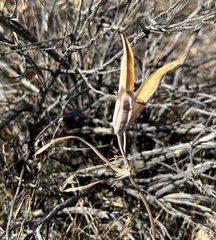 Calochortus kennedyi