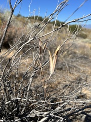 Calochortus kennedyi