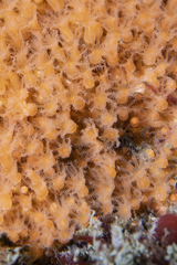 Incrustatus comauensis