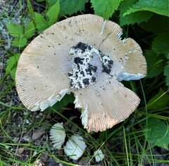 Amanita ceciliae