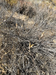 Calochortus kennedyi