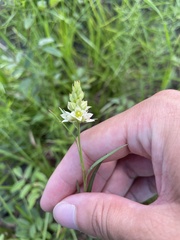 Ludwigia suffruticosa