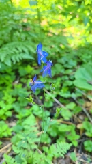 Delphinium depauperatum