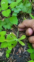 Delphinium depauperatum