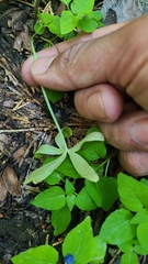 Delphinium depauperatum