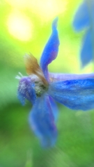Delphinium depauperatum