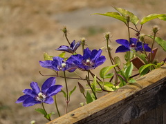 Clematis