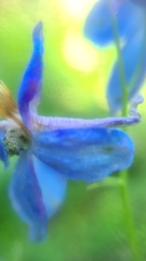 Delphinium depauperatum