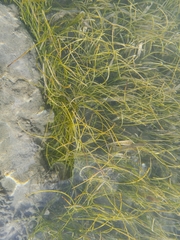 Syringodium filiforme