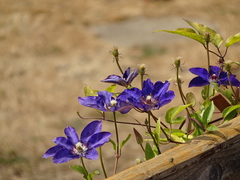 Clematis