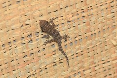 Hemidactylus mercatorius