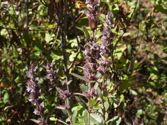 Hyptis rhytidea