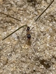 Dorymyrmex flavopectus