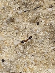 Dorymyrmex flavopectus