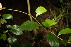 Solanum corifolium