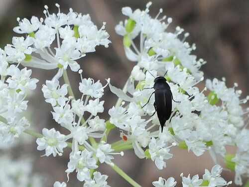 iNaturalist observation photo of Mordella