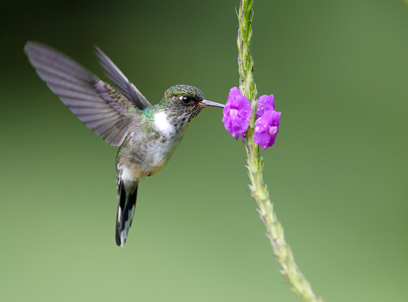 Ecuadorian Piedtail photo