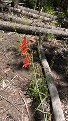 Penstemon barbatus