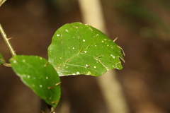 Solanum corifolium