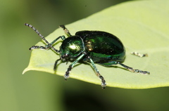 Chrysochus auratus