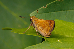 Atalopedes campestris