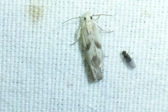 Eucosma metzneriana