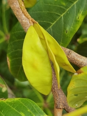 Lonchocarpus ferrugineus