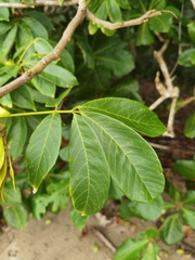 Lonchocarpus ferrugineus