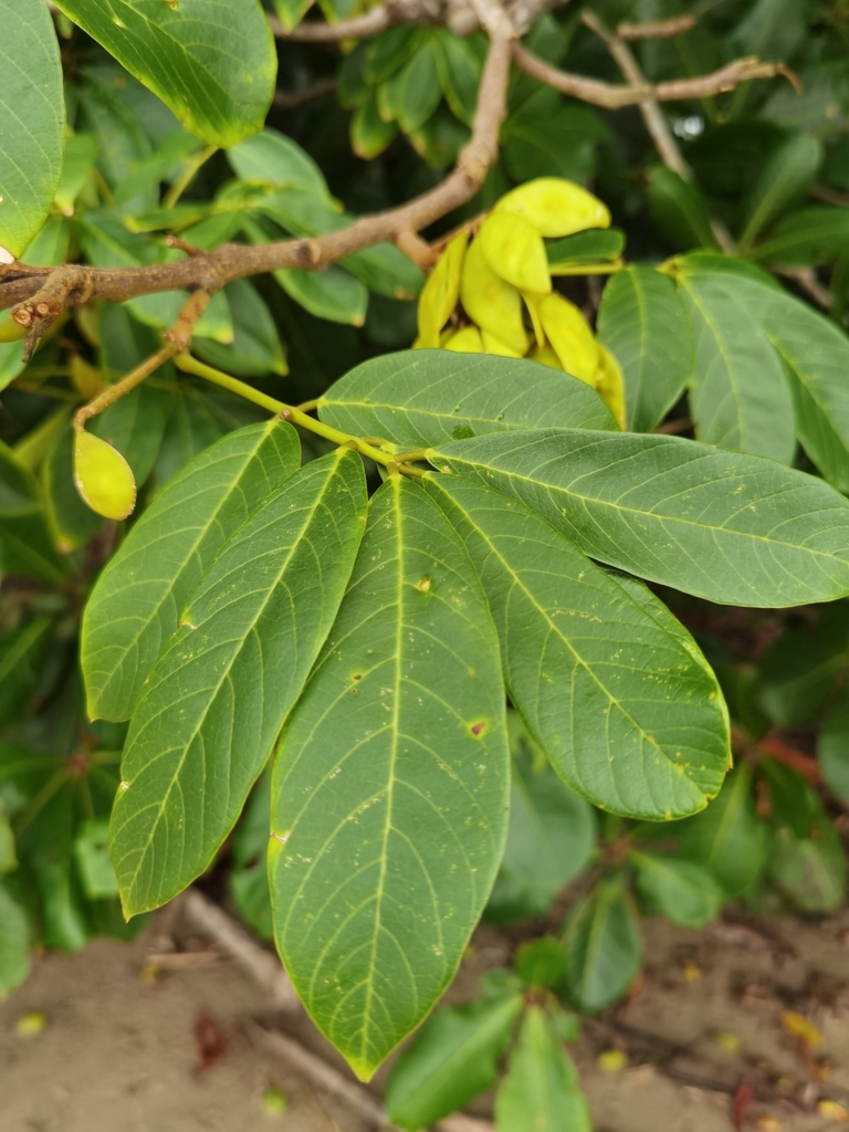 Lonchocarpus ferrugineus