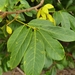 Lonchocarpus ferrugineus - Photo (c) Eduardo Chacón-Madrigal, μερικά δικαιώματα διατηρούνται (CC BY), uploaded by Eduardo Chacón-Madrigal