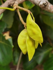 Lonchocarpus ferrugineus