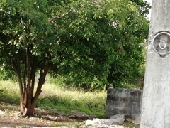 Eumomota superciliosa