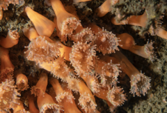 Corynactis chilensis