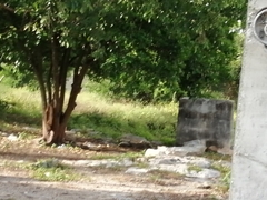 Eumomota superciliosa