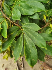 Lonchocarpus ferrugineus