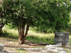 Eumomota superciliosa