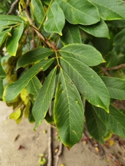 Lonchocarpus ferrugineus