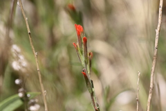 Castilleja minor
