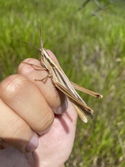 Mermiria intertexta