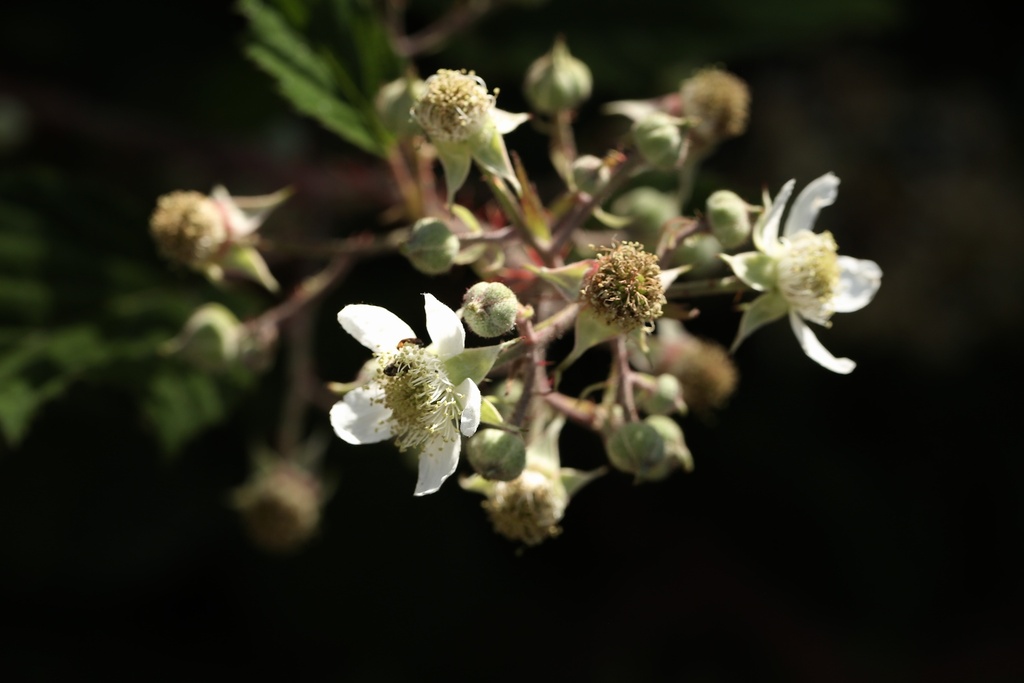 European blackberries