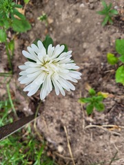 Taraxacum coreanum