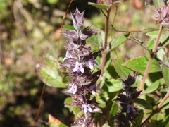 Hyptis rhytidea