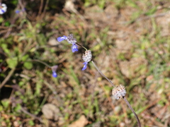 Salvia lasiocephala