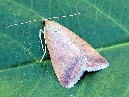 Sociable Pyrausta Moth