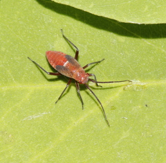 Lopidea instabilis