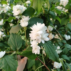 Philadelphus