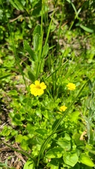 Erythranthe primuloides